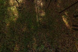 Panorama esférico de 360 por 180 grados en un día soleado de otoño en un bosque de pinos con cielo azul. foto