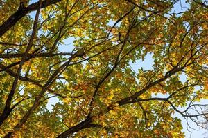 green oak trees in early autumn on blue sky background close-up photo