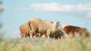 mandria pecora in piedi e pascolare bellissimo campo. agricoltura e bestiame allevamento. lento movimento video