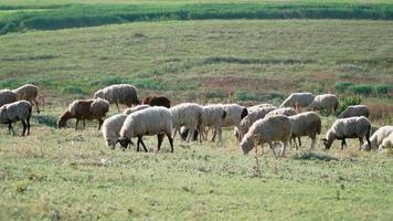 Herd sheep standing and graze beautiful field. Agriculture and cattle breeding. Slow motion video