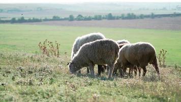 troupeau de moutons debout et paître dans un beau champ. l'agriculture et l'élevage. ralenti video