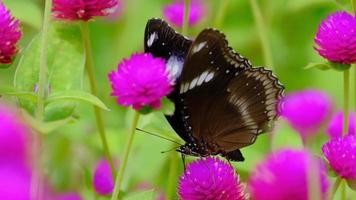 câmera lenta de uma borboleta em um jardim de flores. video