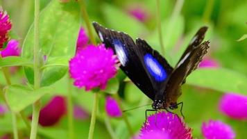 langzaam beweging van een vlinder in een bloem tuin. video