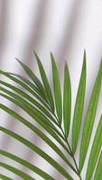 Vertical video abstract silhouette shadow on white background. Blurry shadow of tropical leaves morning sun light.