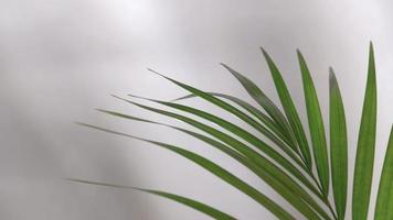 Abstract silhouette shadow on white wall background. Blurry shadow of tropical leaves morning sun light. video