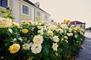 rosas amarillas doradas cerca del palacio de schonbrunn viena, austria. foto