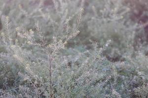 Descurainia sophia at summer foggy morning with dew, closeup photo