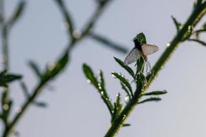 Imago of Ephemeroptera Mayfly sits on grass with dew drops on wings photo