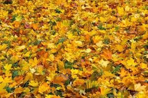 fallen autumn maple leaves on green grass full-frame background at cloudy day photo