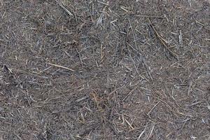 seamless texture and background of dry gray dead shredded grass or straw on the ground photo