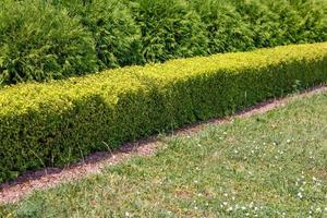 Square shaped green hedge cut fence separated from dry lawn with red granite chips photo