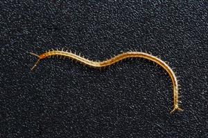 ciempiés del suelo, geophilomorpha sobre fondo negro granulado, estos animales son depredadores y a menudo se pueden encontrar en el suelo foto