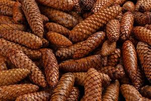 pile of fir cones - full frame close-up spruce background photo