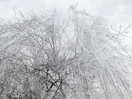 close-up view frozen birch tree with hanging branches photo