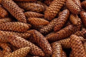 pile of fir cones - full frame close-up spruce background photo