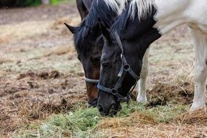 two horses in a paddock eat hay from the ground, at summer day - closeup with selective focus photo