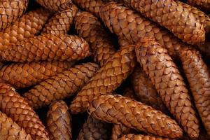 pile of fir cones - full frame close-up spruce background photo