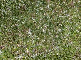 granizo de hielo blanco sobre la hierba verde después de la tormenta de verano foto