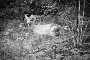 Deer as black and white shot on a clearing in front of the forest photo