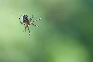 Cross spider crawling on a spider thread. Blurred. A useful hunter among insects