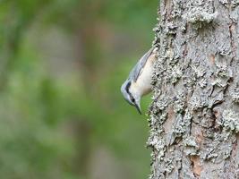 Nuthatch, on a tree trunk looking for food. Small gray and white bird. Animal photo