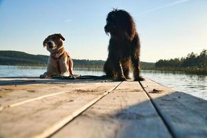 amantes de los perros tumbados en un embarcadero y mirando el lago en suecia. garabato dorado y mezcla foto