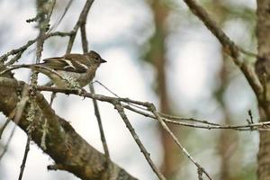 Chaffinch young on a branch in the forest. Brown, gray, green plumage. Songbird photo