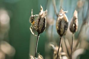 cruce araña arrastrándose sobre un hilo de araña a una planta. un útil cazador entre los insectos foto