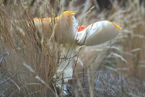 Toadstool, blurry and dreamy, in the grass in the forest. Poisonous mushroom. photo