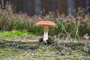 Toadstool in a heather field in the forest. Poisonous mushroom. Red cap white spots photo