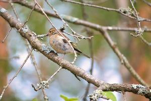 Chaffinch young on a branch in the forest. Brown, gray, green plumage. Songbird photo