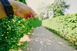 Male hand holding a green leaf in the garden. photo