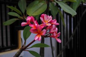 flor de frangipani rojo foto