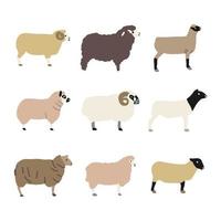 Collection of Sheeps vector