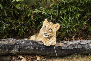 lion cub in the wild background photo