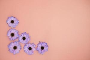 diseño creativo hecho con flores de colores muy peri gerberas sobre un fondo rosa.banner con espacio para texto. tarjeta de felicitación. copie el espacio para su texto. foto