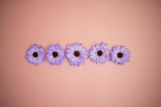 Creative layout made with colorful flowers Very Peri gerberas on a pink background.Banner with space for text. Greeting card. Copy space for your text. photo