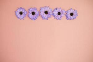 Creative layout made with colorful flowers Very Peri gerberas on a pink background.Banner with space for text. Greeting card. Copy space for your text. photo