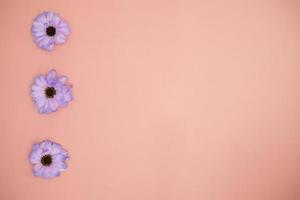 diseño creativo hecho con flores de colores muy peri gerberas sobre un fondo rosa.banner con espacio para texto. tarjeta de felicitación. copie el espacio para su texto. foto