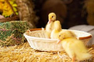 Yellow Easter ducklings photo