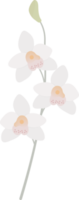 flat style beautiful orchid flower in pink and purple tone png