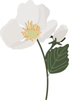 white camellia flower and green leaves branch flat style png