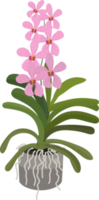 beautiful flat style Mokara orchid flower png