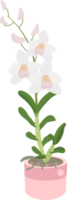 beautiful flat style Dendrobium orchid flower png