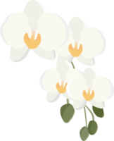 minimal flat style white Phalaenopsis orchid flower bouquet png