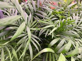 Chamedorea leaves. green leafy background photo