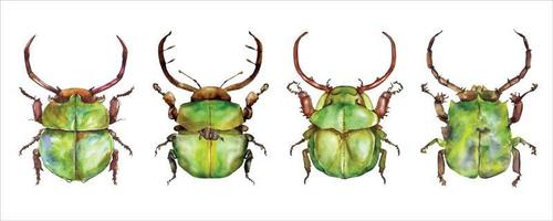 Green watercolor beetles set. Watercolor vector illustration isolted on white