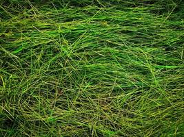 Green lawn texture background. top view. wallpaper for design photo