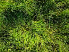 Green lawn texture background. top view. wallpaper for design photo