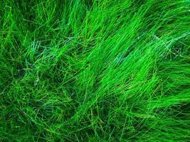 Green grass texture background for work with copy space photo